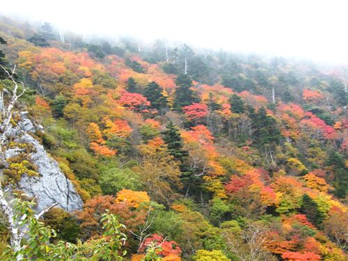 剣山　紅葉2.jpg