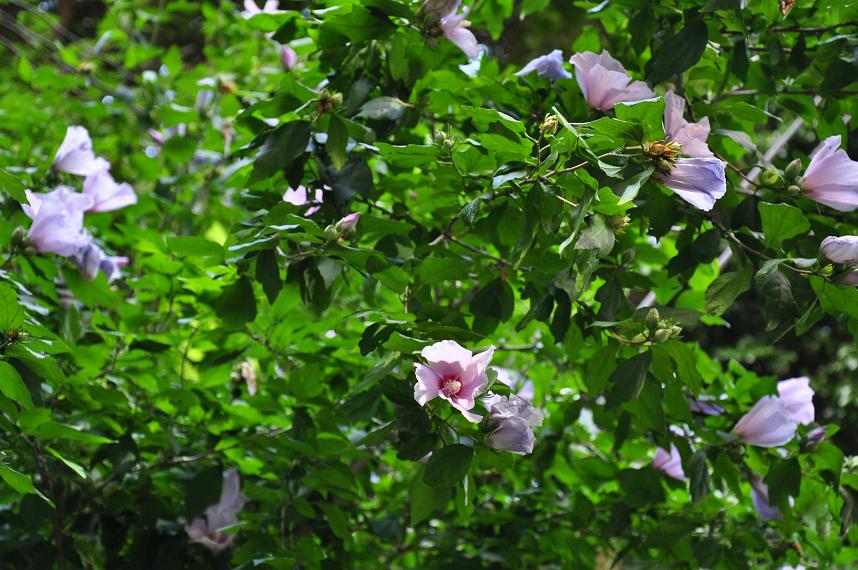 むくげDSC_00101111.JPG