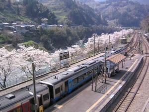 大歩危駅桜写真00011.JPG