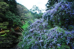 祖谷のかずら橋