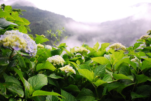 紫陽花