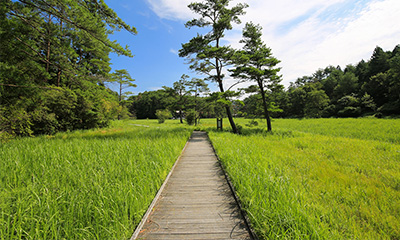 黒沢湿原