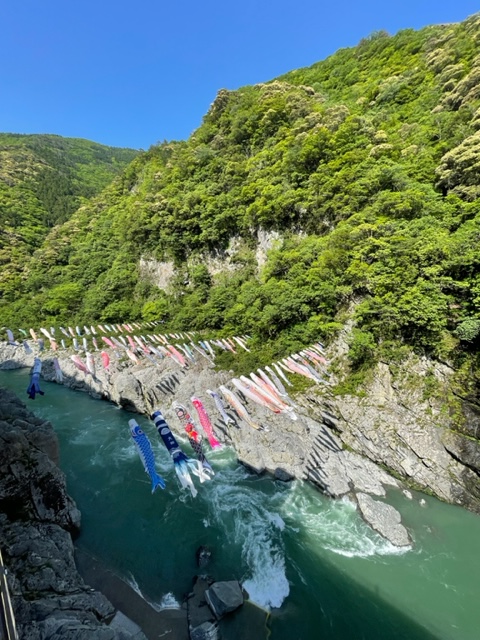 大歩危峡の春の風物詩『こいのぼり』